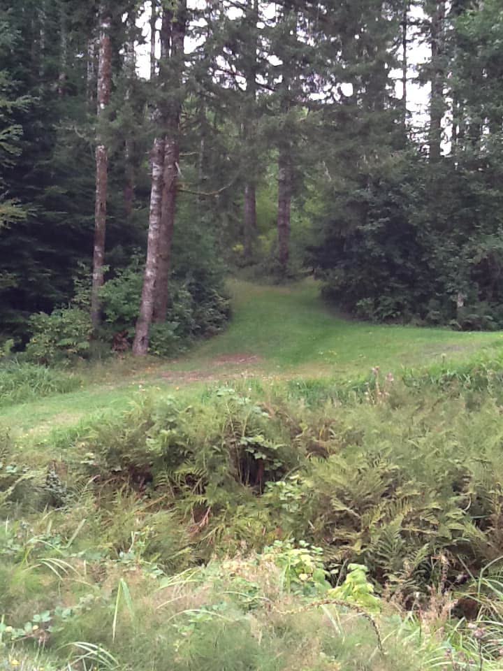 Meadow at the edge of the forest